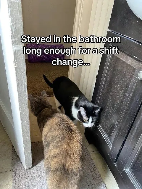 Cat Shift Change
