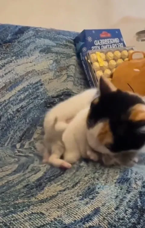 Кошка умывает котёнка