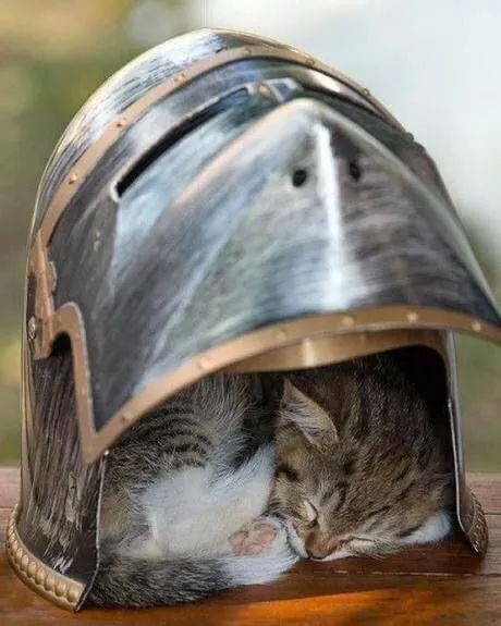 Котята в рыцарском шлеме