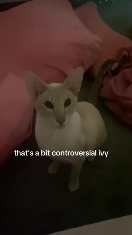 Controversial Ivy Cat