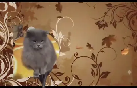 Коты катаются по квартире