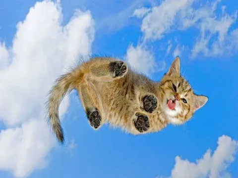 Летающий кот в небе