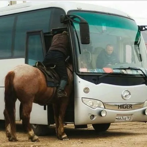 Лошадь садится в автобус