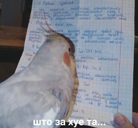 Што за хуе та птица
