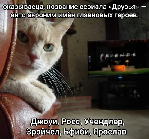 Кот смотрит сериал Друзья