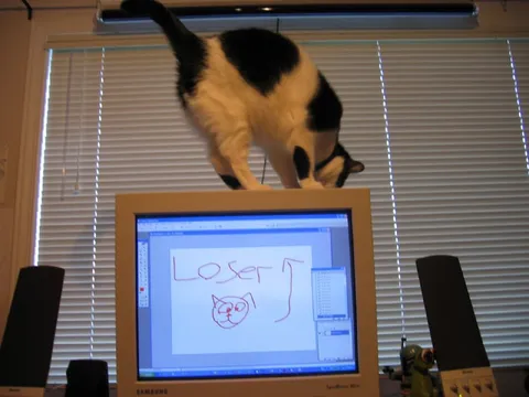Cat Calls Someone a Loser