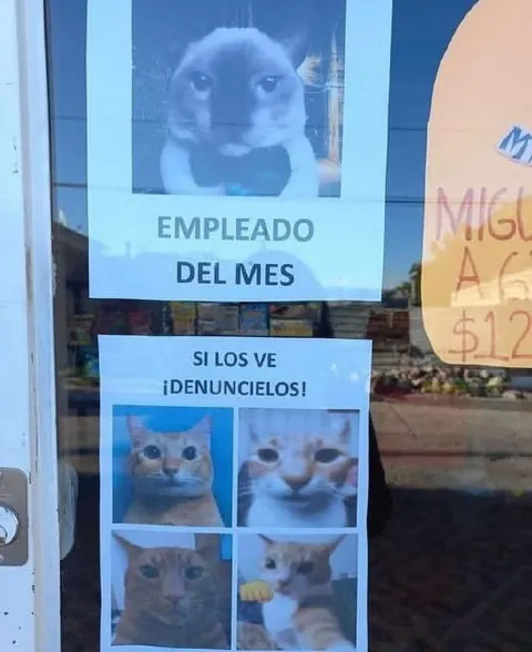 Empleado del mes felino