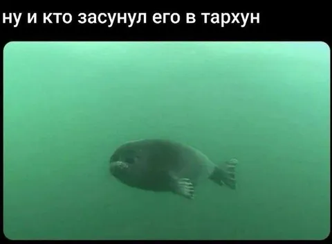Кто засунул его в тархун