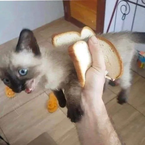 Кот между кусочками хлеба