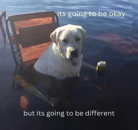 Dog Floating in Floodwater