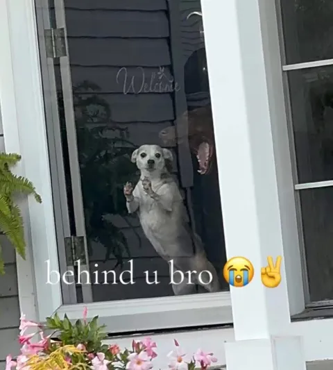 Dog Behind the Window