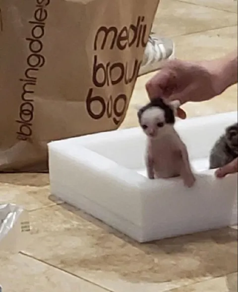 Котёнок в коробке