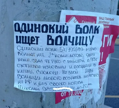 Одинокий волк ищет волчицу