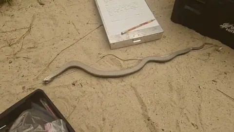 Snake Is Dead But Still Moving