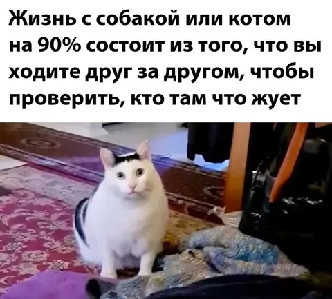 Кто там что жует