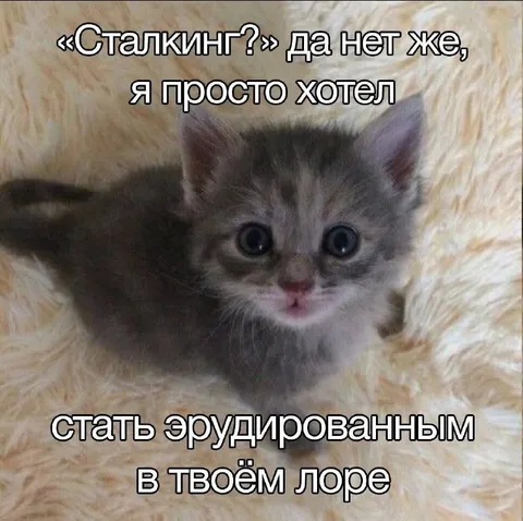 Котёнок изучает твой лор