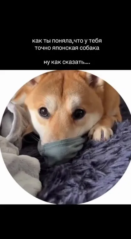 Японская собака и неловкий смех