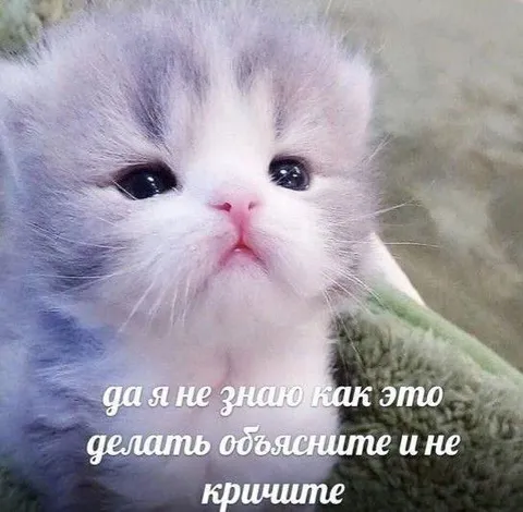 Котёнок просит не кричать