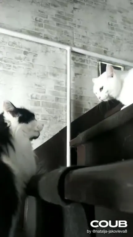 Коты переглядываются на лестнице