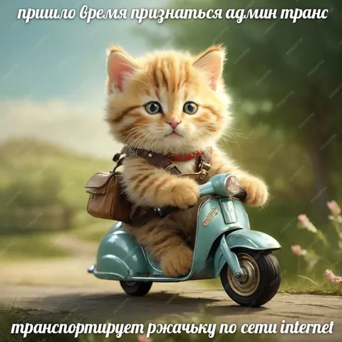 Кот-админ на скутере