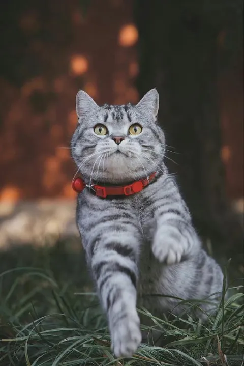 Кот идёт навстречу
