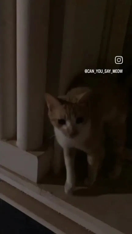 Кот выходит из темноты