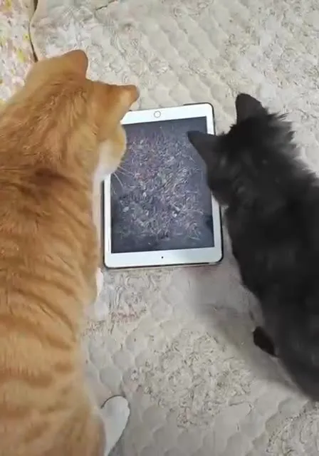 Коты делят планшет