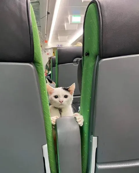 Кот выглядывает из-за сиденья