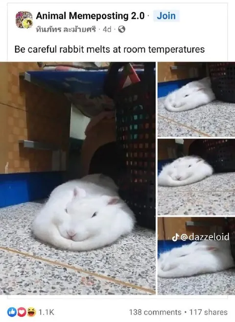 Rabbit Melts at Room Temperature