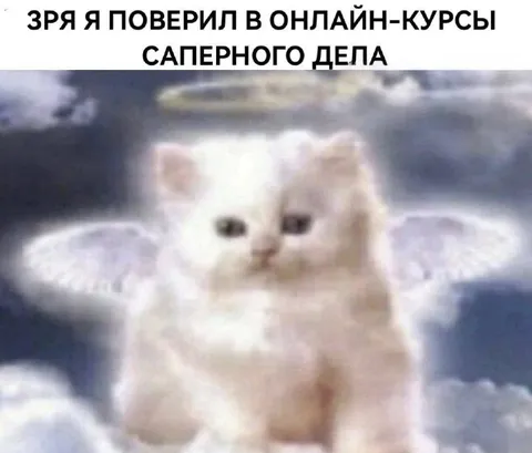 Ангельский кот после онлайн-курсов