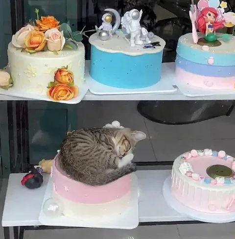 Кот вместо украшения торта