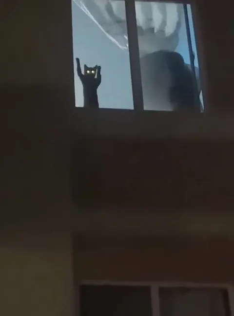 Кошачья миссия невыполнима