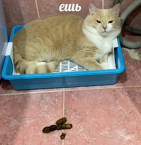 Кот ешь в лотке