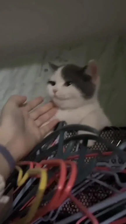 Котик среди вешалок