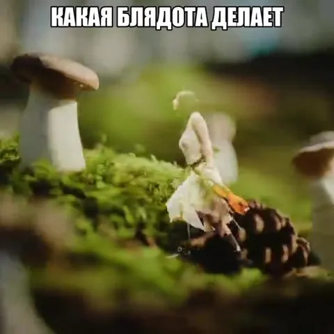 Какая блядота делает эти фотолупы