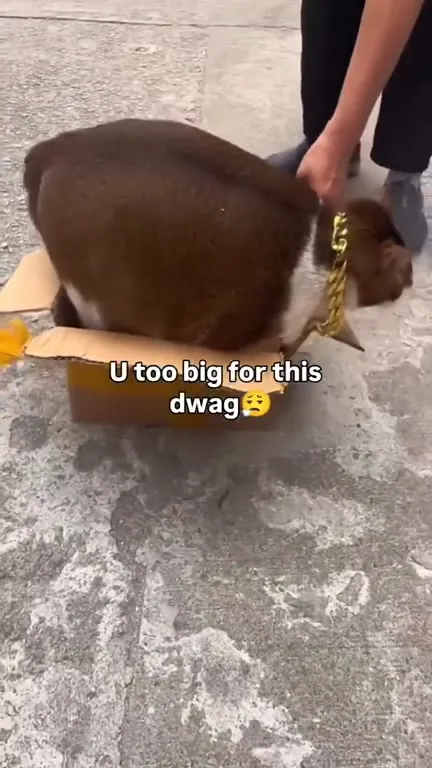 Too Big for This Box