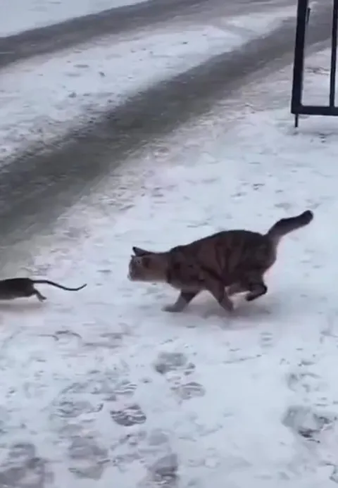 Кот не догнал мышь