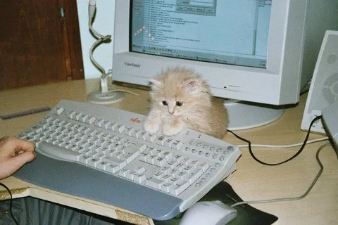 Котёнок за компьютером