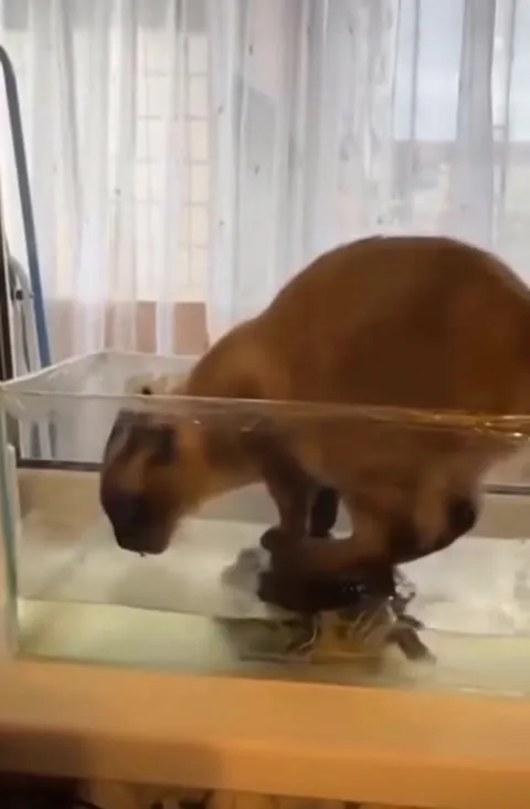 Кот танцует на черепахе