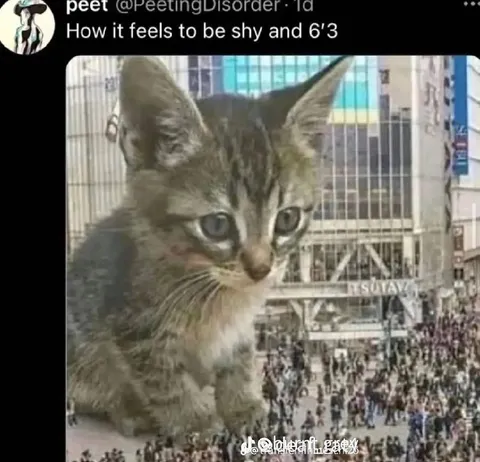 Shy and 6'3
