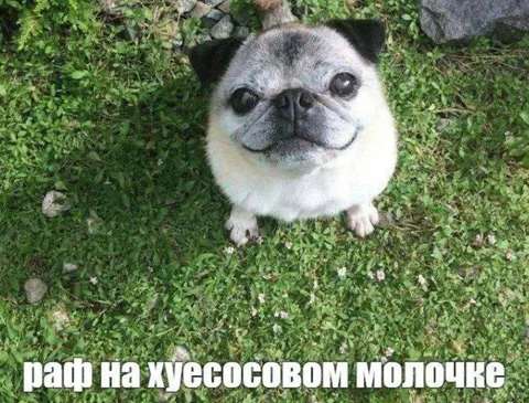 Раф на хуесосовом молочке