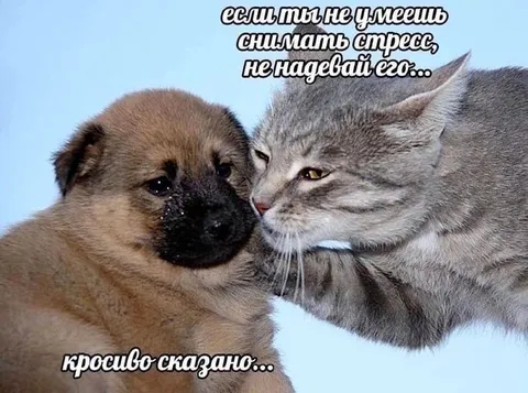 Кот утешает плачущего щенка
