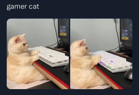 Gamer Cat Playing Keyboard