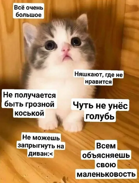 Маленькая кошка с большими проблемами