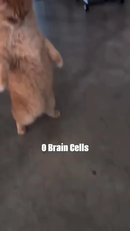 Zero Brain Cells Cat