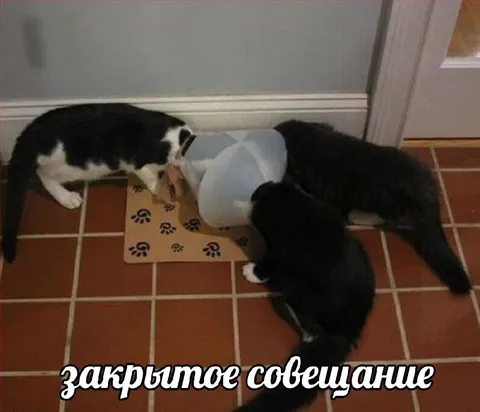 Закрытое совещание котов