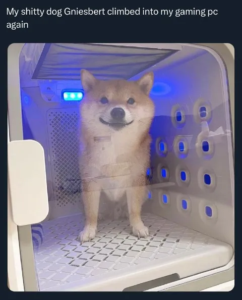Shiba Inu in Gaming PC