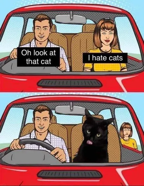 I Hate Cats in the Car