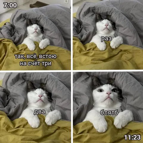 Кот встаёт на счёт три