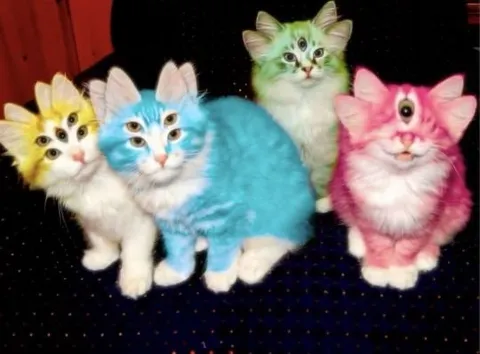 Четыре разноцветных котёнка